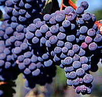 Morningside Vineyard - Port Augusta Accommodation