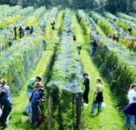 Crosswinds Vineyard - Port Augusta Accommodation