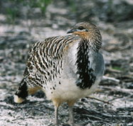 Yongergnow Australian Malleefowl Centre - Port Augusta Accommodation