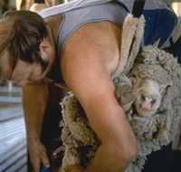 Kuriong Sheep Station - Port Augusta Accommodation