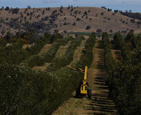 Rylstone Olive Press - Port Augusta Accommodation 2