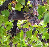  Murrumbateman Winery Company Pty Ltd  - Port Augusta Accommodation