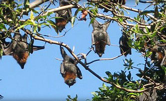 Blackbutt Reserve - Port Augusta Accommodation 1