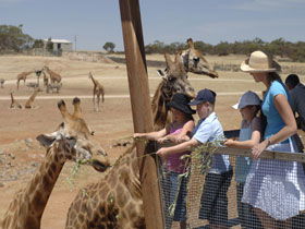 Monarto Open Range Zoo - Port Augusta Accommodation 0