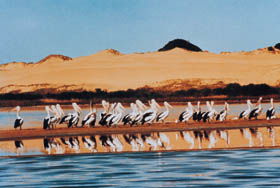 Coorong National Park - Port Augusta Accommodation 0