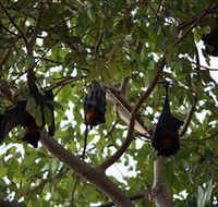 Manngarre Rainforest Walk - Port Augusta Accommodation