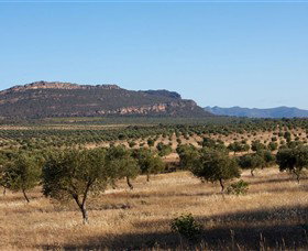 Grampians Olive Co. (Toscana Olives) - Port Augusta Accommodation 1