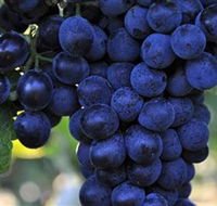 De Bortoli Wines Bilbul - Port Augusta Accommodation