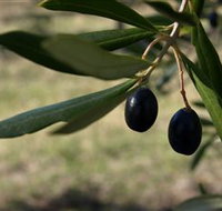 Red Rock Olives - Port Augusta Accommodation