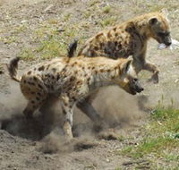 Altina Wildlife Park - Port Augusta Accommodation