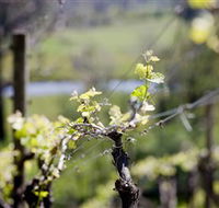 Mountainside Wines