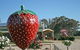The Big Strawberry - thumb 2