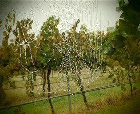 Red Earth Estate Vineyard - Port Augusta Accommodation 8