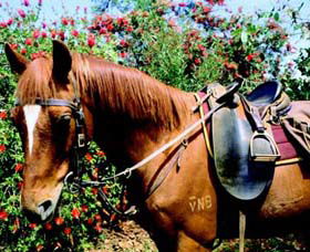 Western Plains Riding Centre - Port Augusta Accommodation 0
