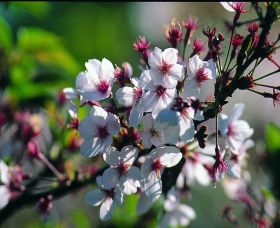 Sakura Avenue - Port Augusta Accommodation 0
