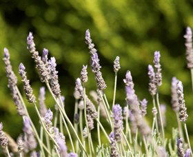 Rustique Lavender Farm - Port Augusta Accommodation 0