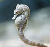 SEA LIFE Melbourne Aquarium - Port Augusta Accommodation