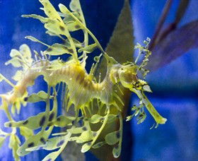 SEA LIFE Melbourne Aquarium - Port Augusta Accommodation 1