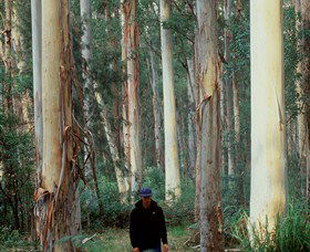 Blue Gum Forest - Port Augusta Accommodation 0