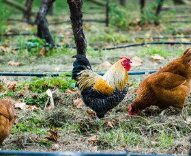 Lark Hill Biodynamic Winery - Port Augusta Accommodation 3