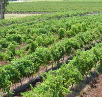 Pokolbin Brothers Wines Hunter Valley - Port Augusta Accommodation
