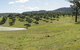 Bunna Bunoo Olive Grove - thumb 5