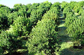 MacNuts WA Shop And Factory - Port Augusta Accommodation 1