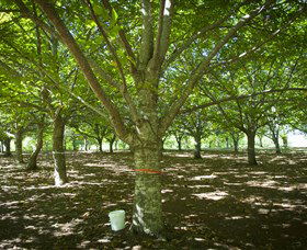 Sassafras Nuts - Port Augusta Accommodation 0