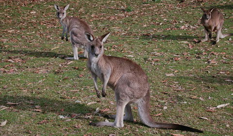 Lake Macquarie State Conservation Area - Port Augusta Accommodation 1