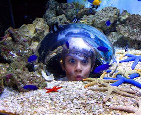 Sea Life Sunshine Coast - Port Augusta Accommodation 0