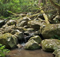 Booyong walking track