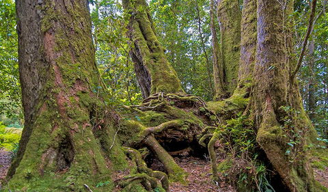Antarctic Beech Picnic Area - Port Augusta Accommodation 3