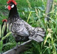 Merry Maidens Veggies - Port Augusta Accommodation