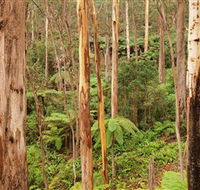 Cycle Mogo State Forest - Port Augusta Accommodation