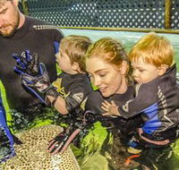 Irukandji Shark and Ray Encounters - Port Augusta Accommodation