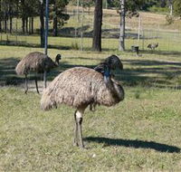 Glen Ian Ostrich and Emu Farm - Port Augusta Accommodation