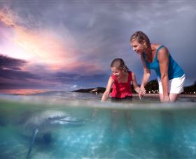 Tangalooma Dolphin Feeding - Port Augusta Accommodation 0