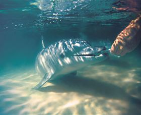 Tangalooma Dolphin Feeding - Port Augusta Accommodation 1