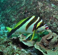 Palm Beach Reef Dive Site - Port Augusta Accommodation