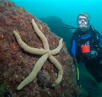 Cook Island Dive Site - Port Augusta Accommodation