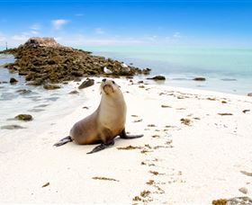 Abrolhos Islands - Port Augusta Accommodation 2