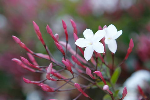 Jasmin Organics Skincare Farm And Factory - Port Augusta Accommodation 3