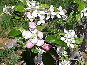 Avro Park Orchards - Port Augusta Accommodation 0