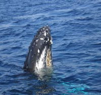 Jervis Bay Whales