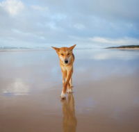 Fraser Island Adventure Tours - Port Augusta Accommodation
