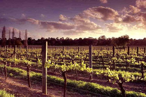 Upper Reach Winery: Swan Valley Winery And Vineyard Tour - Port Augusta Accommodation 5