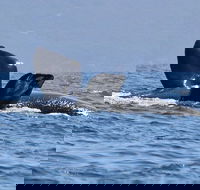 3 Hour Winter Whale Safari May - Oct around King George Sound - Port Augusta Accommodation