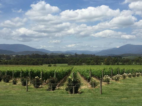 Yarra Valley Wine And Winery Tour From Melbourne - Port Augusta Accommodation 5