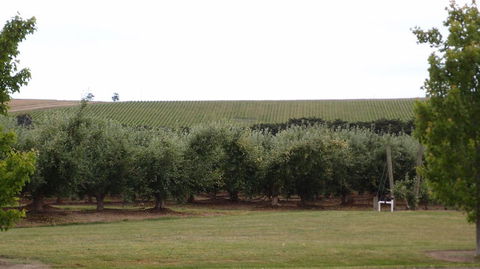 Yarra Valley Wine And Winery Tour From Melbourne - Port Augusta Accommodation 7