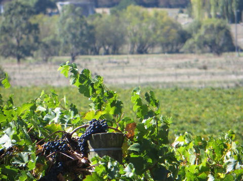 Yarra Valley Wine And Winery Tour From Melbourne - Port Augusta Accommodation 8